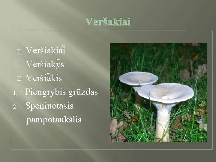  Veršakiai 1. 2. Veršiakiai Veršiaky s Veršia kis Piengrybis grūzdas Speniuotasis pampotaukšlis 