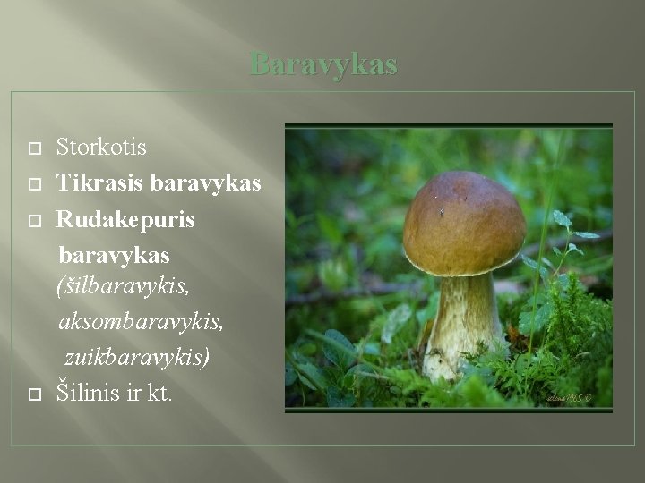 Baravykas Storkotis Tikrasis baravykas Rudakepuris baravykas (šilbaravykis, aksombaravykis, zuikbaravykis) Šilinis ir kt. 