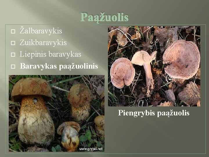 Paąžuolis Žalbaravykis Zuikbaravykis Liepinis baravykas Baravykas paąžuolinis Piengrybis paąžuolis 