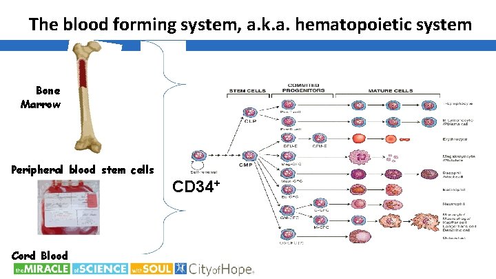 The blood forming system, a. k. a. hematopoietic system Bone Marrow Peripheral blood stem