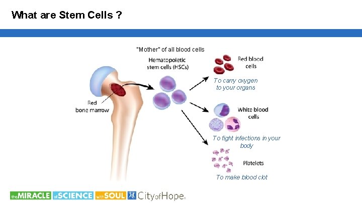 What are Stem Cells ? “Mother” of all blood cells To carry oxygen to