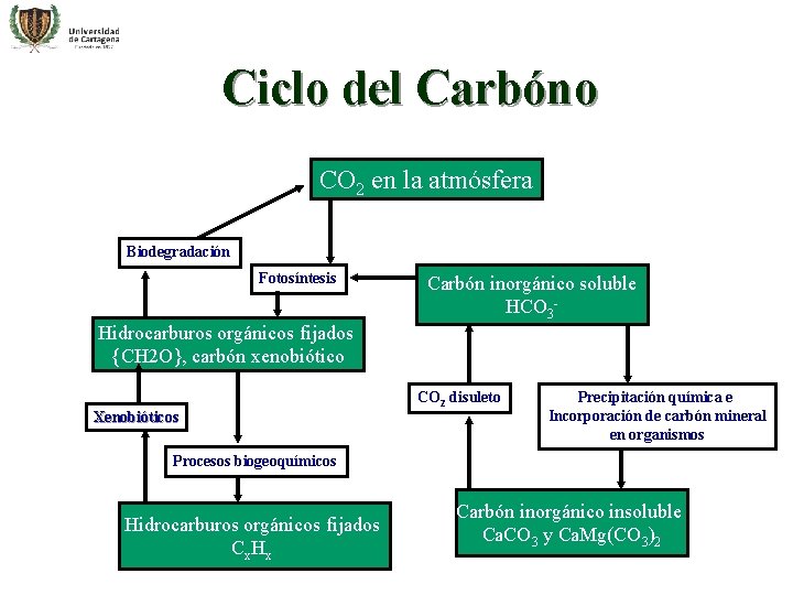 Ciclo del Carbóno CO 2 en la atmósfera Biodegradación Fotosíntesis Carbón inorgánico soluble HCO