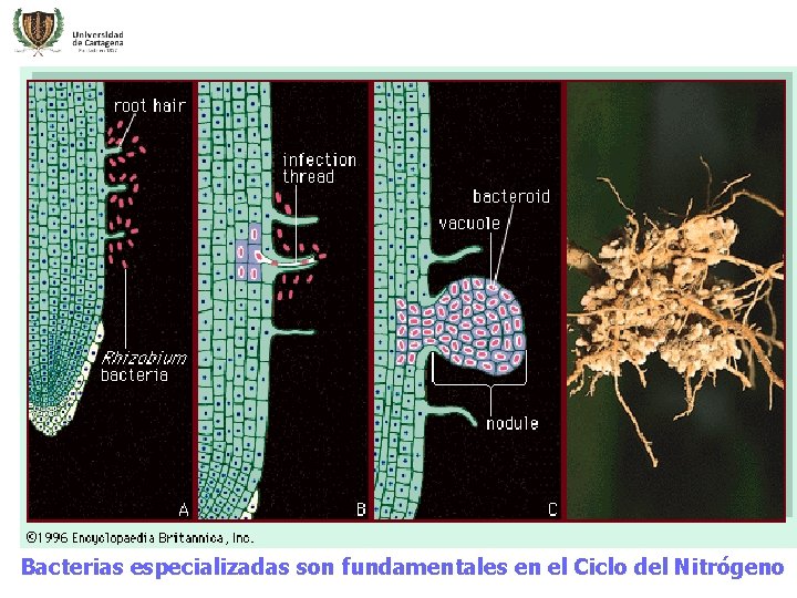 Bacterias especializadas son fundamentales en el Ciclo del Nitrógeno 