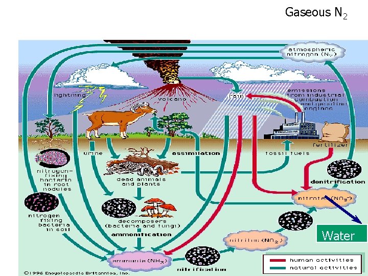 Gaseous N 2 Water 