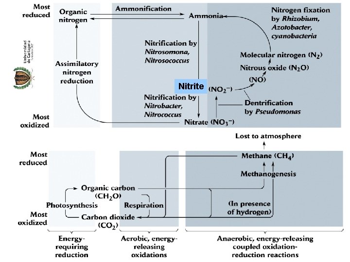 Nitrite 