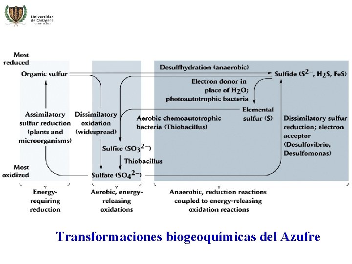 Transformaciones biogeoquímicas del Azufre 