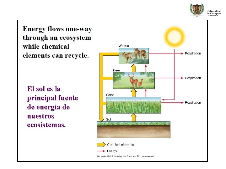 El sol es la principal fuente de energía de nuestros ecosistemas. 