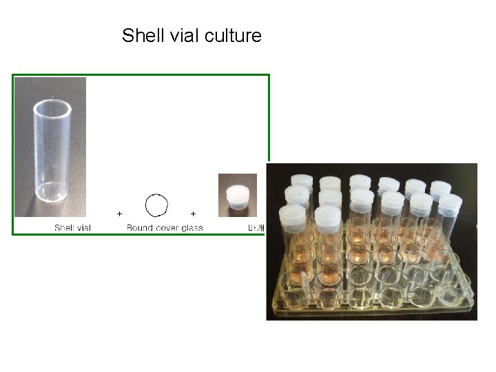 Shell vial culture 