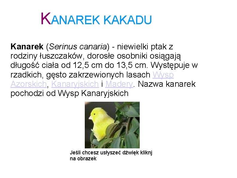 KANAREK KAKADU Kanarek (Serinus canaria) - niewielki ptak z rodziny łuszczaków, dorosłe osobniki osiągają