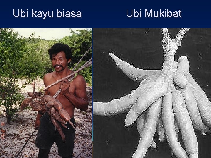 Ubi kayu biasa Ubi Mukibat 