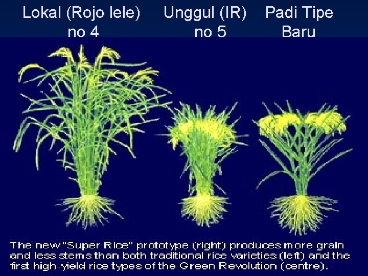 Lokal (Rojo lele) no 4 Unggul (IR) no 5 Padi Tipe Baru 