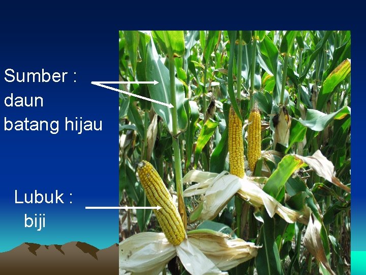 Sumber : daun batang hijau Lubuk : biji 