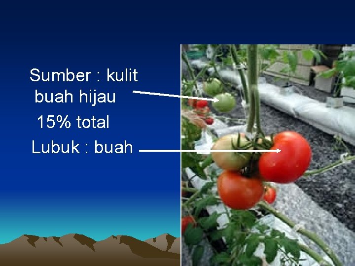 Sumber : kulit buah hijau 15% total Lubuk : buah 