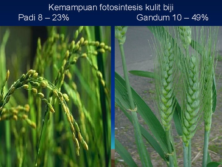 Kemampuan fotosintesis kulit biji Padi 8 – 23% Gandum 10 – 49% 