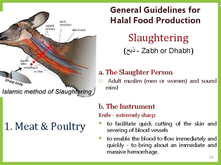 General Guidelines for Halal Food Production Slaughtering ( ﺫﺑﺢ - Zabh or Dhabh) a.