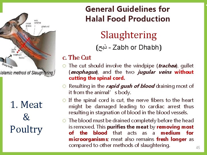 General Guidelines for Halal Food Production Slaughtering ( ﺫﺑﺢ - Zabh or Dhabh) c.