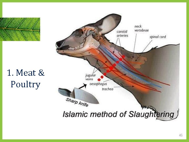 1. Meat & Poultry 46 