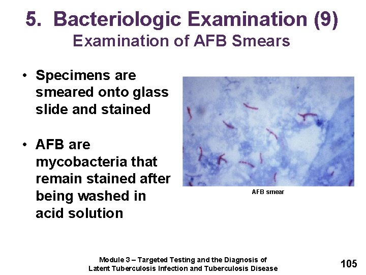 5. Bacteriologic Examination (9) Examination of AFB Smears • Specimens are smeared onto glass
