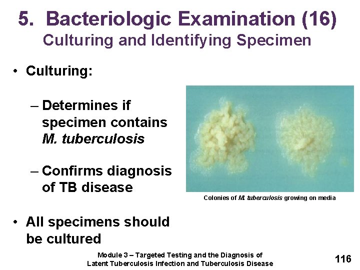 5. Bacteriologic Examination (16) Culturing and Identifying Specimen • Culturing: – Determines if specimen