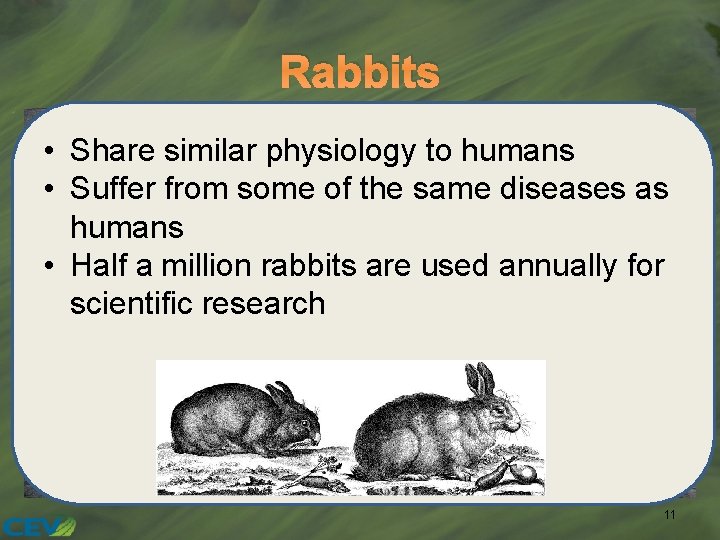 Rabbits • Share similar physiology to humans • Suffer from some of the same