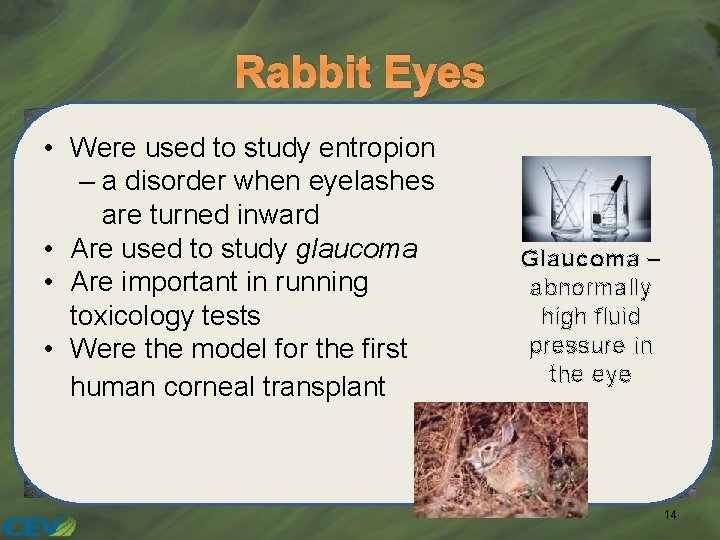 Rabbit Eyes • Were used to study entropion – a disorder when eyelashes are
