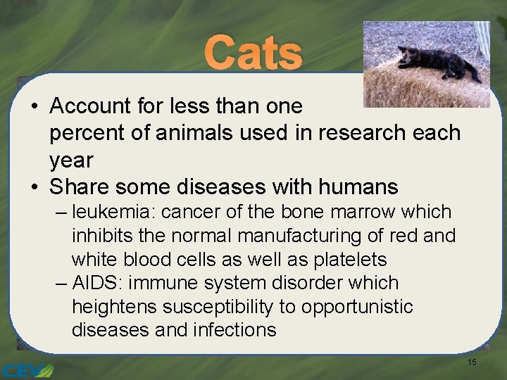 Cats • Account for less than one percent of animals used in research each