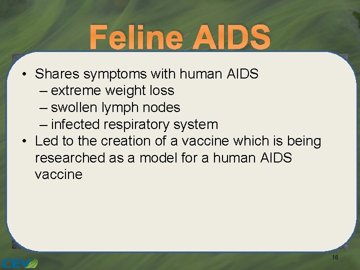 Feline AIDS • Shares symptoms with human AIDS – extreme weight loss – swollen