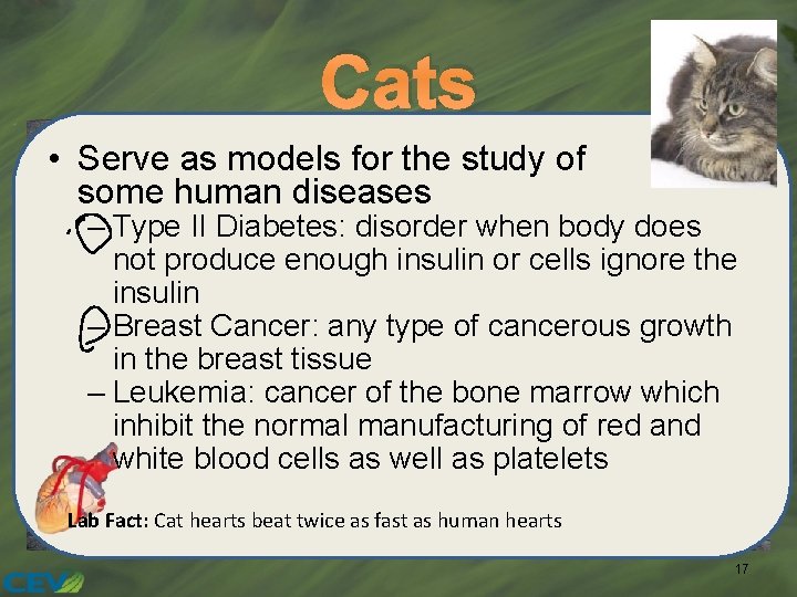 Cats • Serve as models for the study of some human diseases – Type
