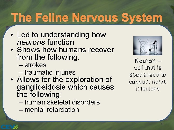 The Feline Nervous System • Led to understanding how neurons function • Shows how