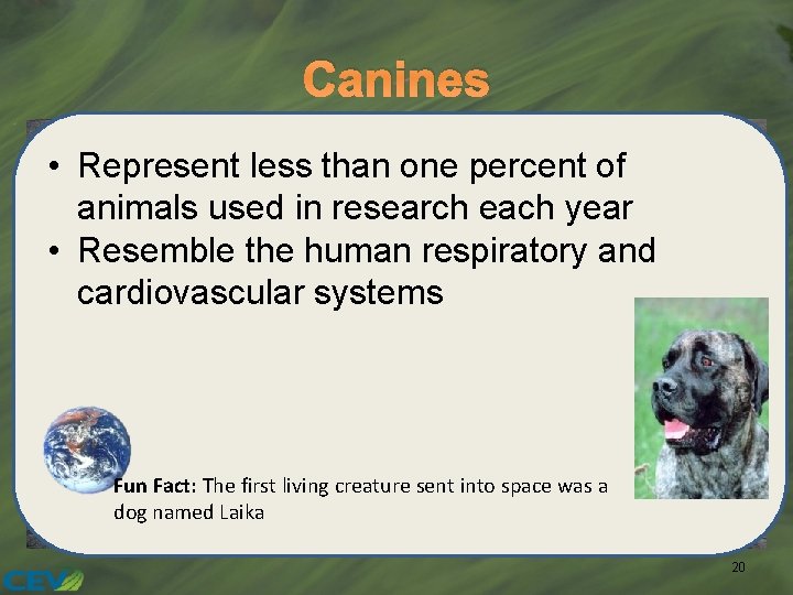 Canines • Represent less than one percent of animals used in research each year