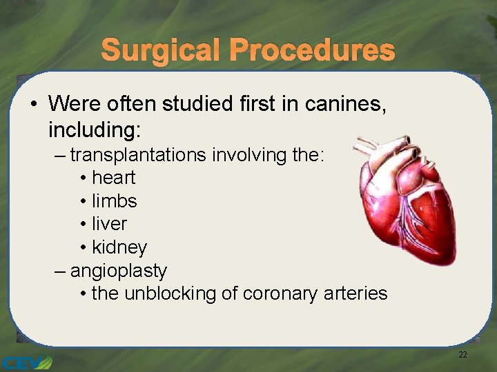 Surgical Procedures • Were often studied first in canines, including: – transplantations involving the: