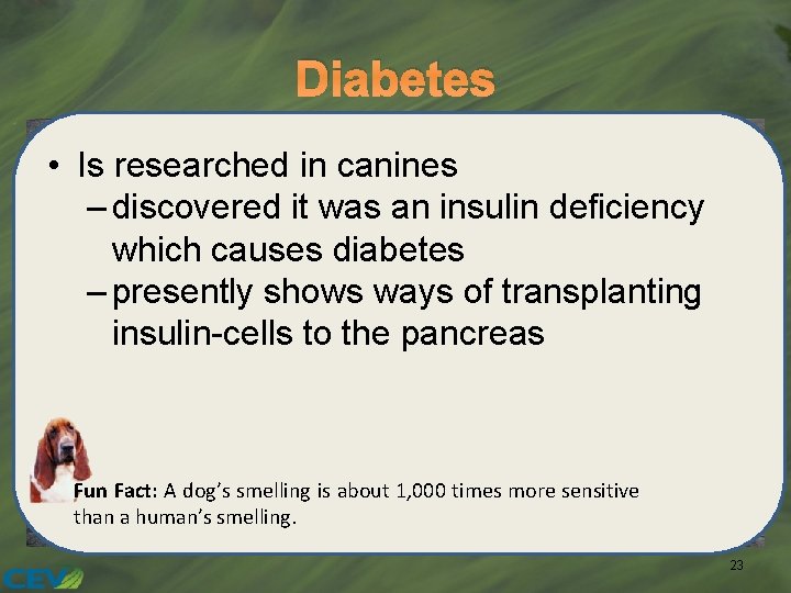 Diabetes • Is researched in canines – discovered it was an insulin deficiency which