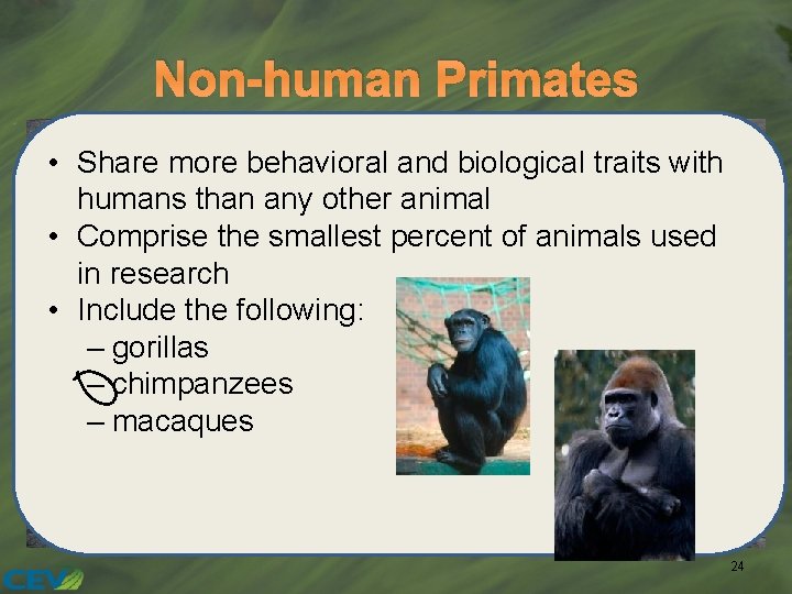 Non-human Primates • Share more behavioral and biological traits with humans than any other