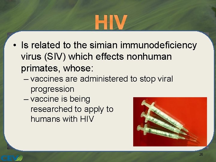 HIV • Is related to the simian immunodeficiency virus (SIV) which effects nonhuman primates,