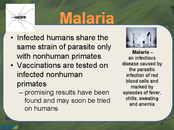 Malaria • Infected humans share the same strain of parasite only with nonhuman primates