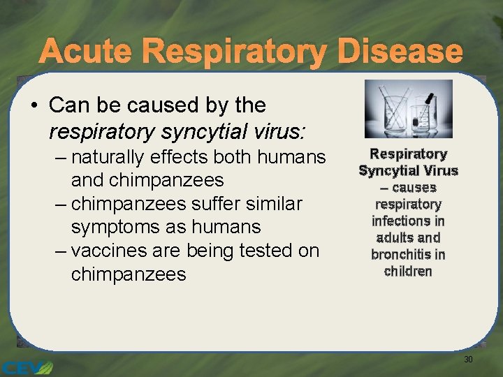 Acute Respiratory Disease • Can be caused by the respiratory syncytial virus: – naturally