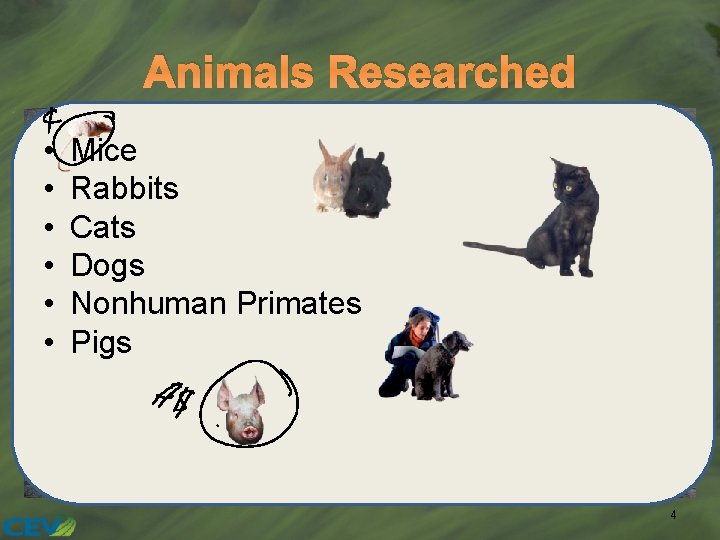 Animals Researched • • • Mice Rabbits Cats Dogs Nonhuman Primates Pigs 4 