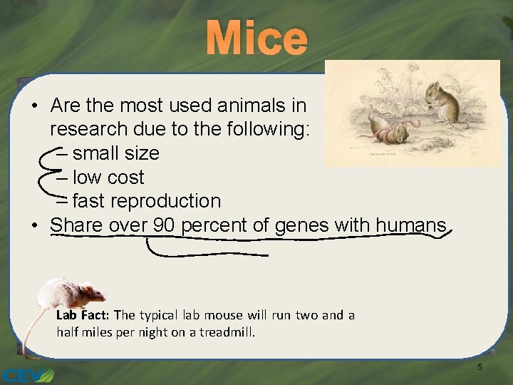 Mice • Are the most used animals in research due to the following: –