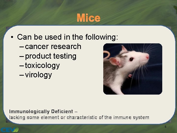 Mice • Can be used in the following: – cancer research – product testing