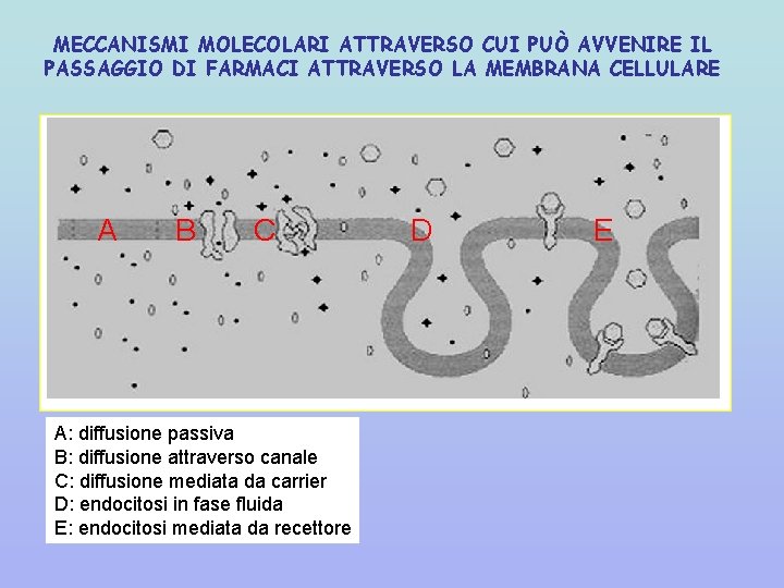 MECCANISMI MOLECOLARI ATTRAVERSO CUI PUÒ AVVENIRE IL PASSAGGIO DI FARMACI ATTRAVERSO LA MEMBRANA CELLULARE