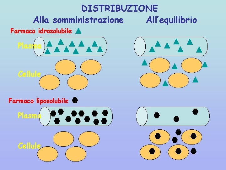 DISTRIBUZIONE Alla somministrazione All’equilibrio Farmaco idrosolubile Plasma Cellule Farmaco liposolubile Plasma Cellule 