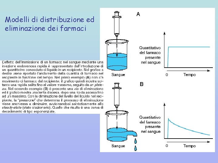 Modelli di distribuzione ed eliminazione dei farmaci A B 