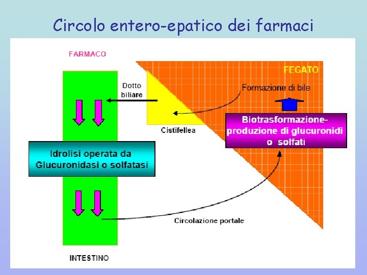 Circolo entero-epatico dei farmaci 