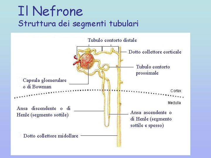 Il Nefrone Struttura dei segmenti tubulari Tubulo contorto distale Dotto collettore corticale Tubulo contorto