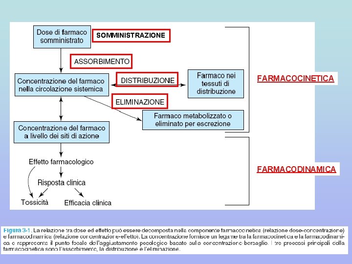 SOMMINISTRAZIONE FARMACOCINETICA FARMACODINAMICA 