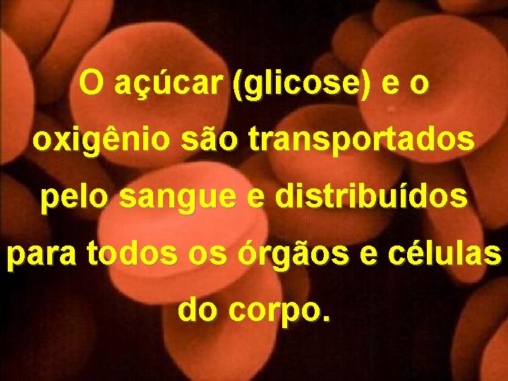 O açúcar (glicose) e o oxigênio são transportados pelo sangue e distribuídos para todos