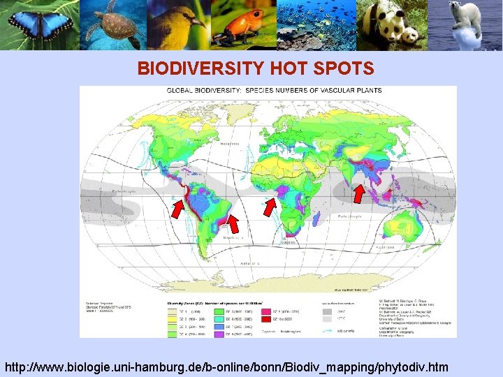 BIODIVERSITY HOT SPOTS http: //www. biologie. uni-hamburg. de/b-online/bonn/Biodiv_mapping/phytodiv. htm 