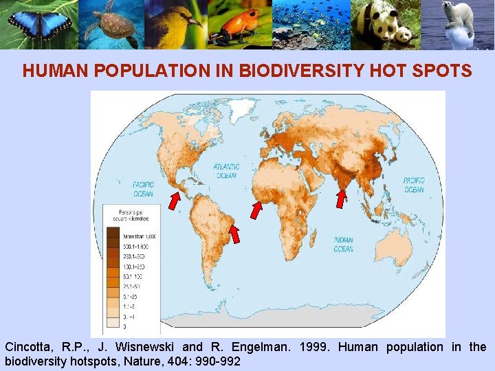 HUMAN POPULATION IN BIODIVERSITY HOT SPOTS Cincotta, R. P. , J. Wisnewski and R.