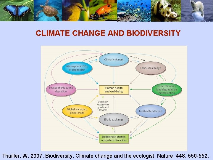 CLIMATE CHANGE AND BIODIVERSITY Thuiller, W. 2007. Biodiversity: Climate change and the ecologist. Nature,