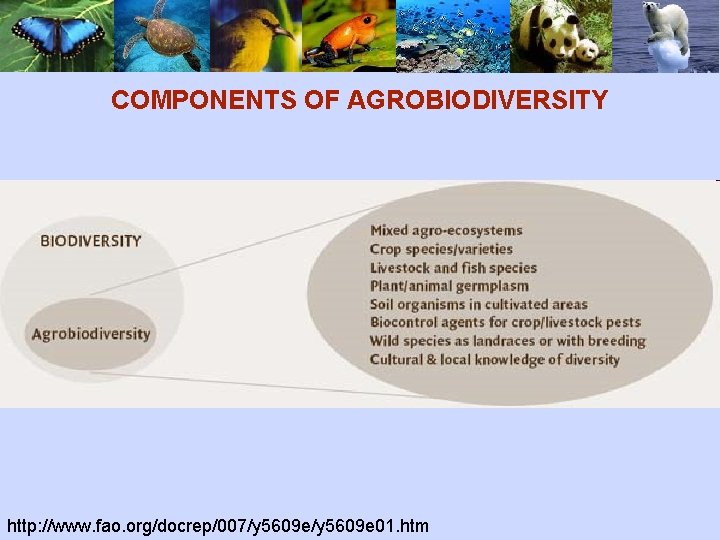 COMPONENTS OF AGROBIODIVERSITY http: //www. fao. org/docrep/007/y 5609 e 01. htm 